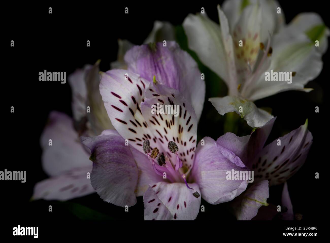 Le Lily péruvienne pourpre, ou Lily des Incas, fleurit sur fond noir Banque D'Images