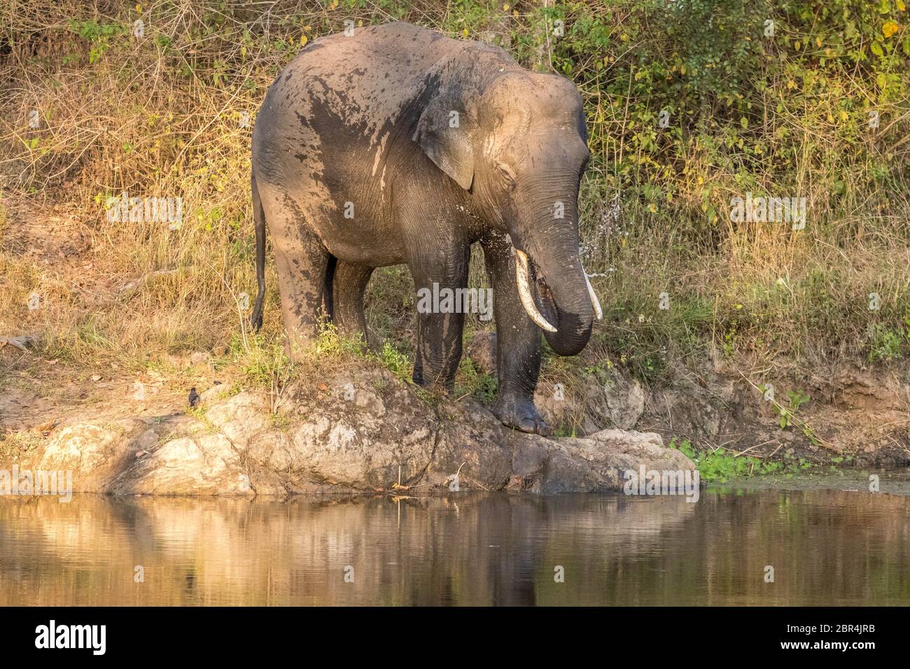 Éléphant asiatique dans la réserve de tigres de bandipur Banque D'Images