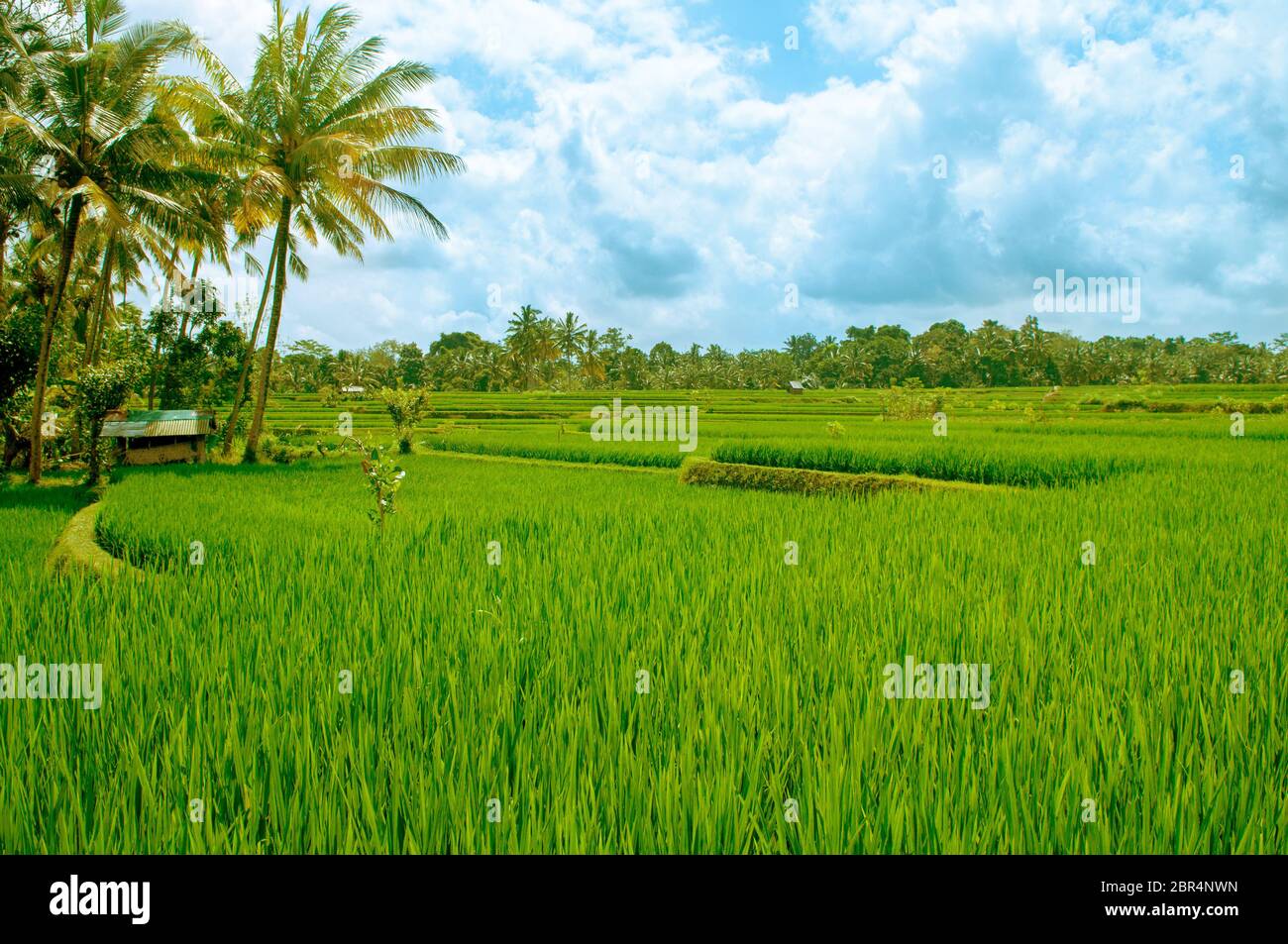 Champ de riz paddy au début de l'étape à Bali, Indonésie. Cocotier au fond. Banque D'Images