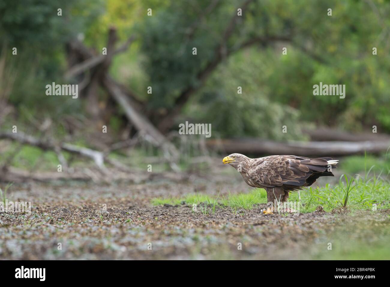 Des profils pygargue à queue blanche, halitaeetus albicilla), dans l'environnement naturel qui se nourrit d'une pris du poisson. Des oiseaux sauvages en été. Banque D'Images
