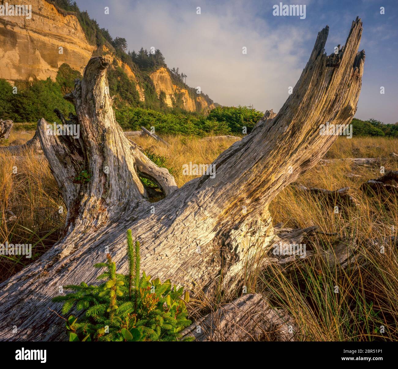 Driftwood, Gold Bluffs Beach, parcs nationaux et nationaux des séquoias de Prairie Creek, comté de Humboldt, Californie Banque D'Images