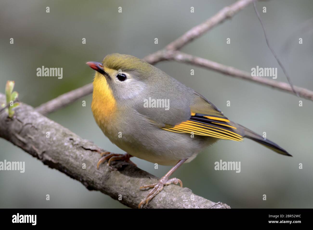 leiothrix à bec rouge (Leiothrix lutea) magnifique oiseau de passereau sur le beanch près de Shimla dans l'Himachal Pradesh, Inde. Banque D'Images