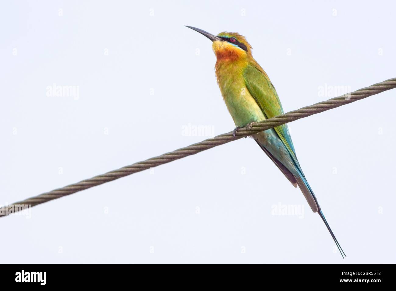 Mangeur d'abeilles à queue bleue (Merops philippinus), perché sur un fil de fer, près de Matara, dans le sud du Sri Lanka. Banque D'Images
