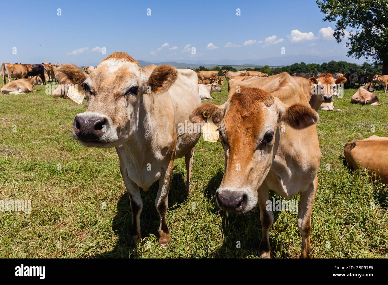Les vaches laitières se reproduisent en jersey dans les pâturages d'été Banque D'Images