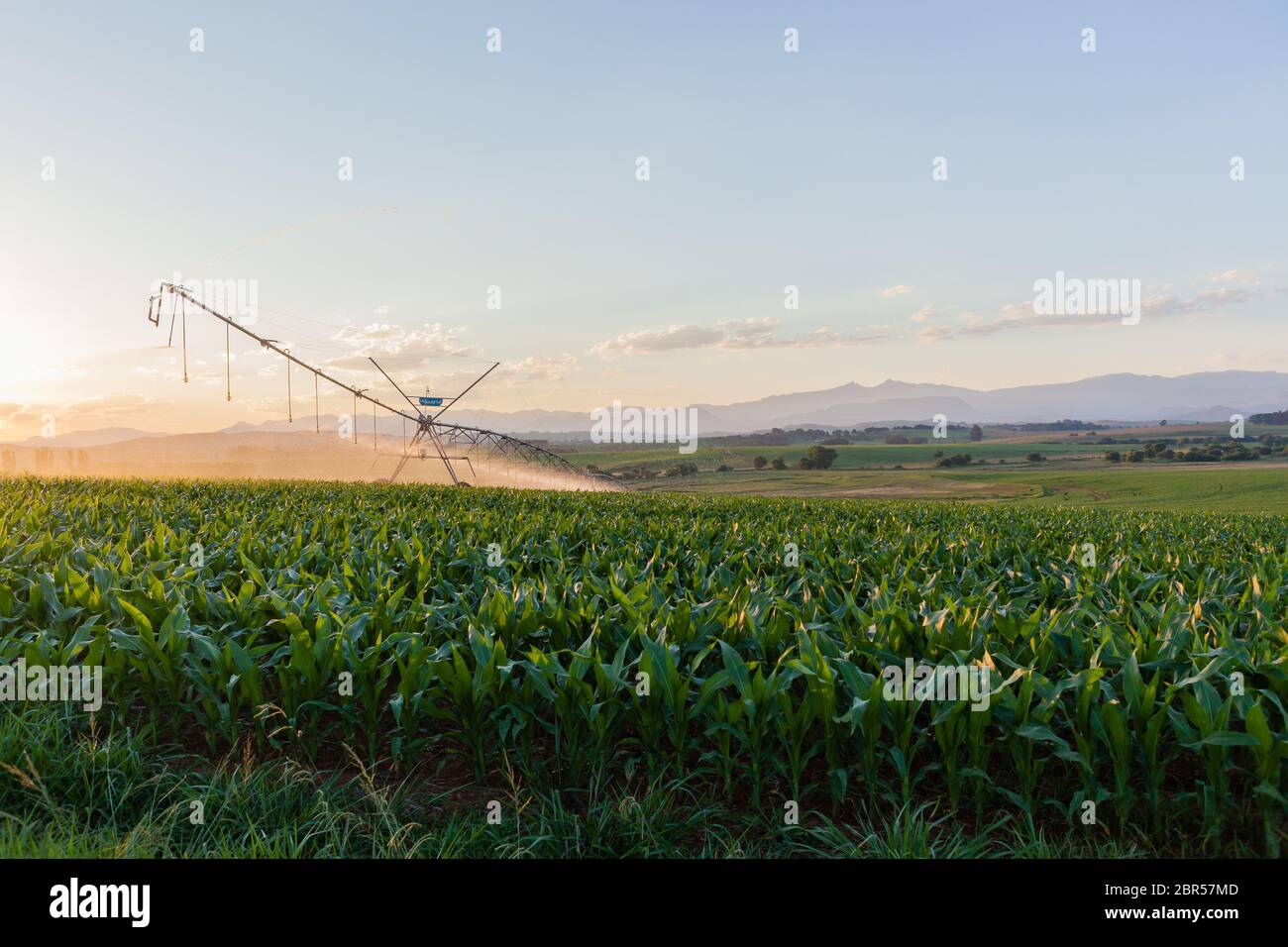 L'agriculture de jeunes cultures de maïs semées avec des arroseurs d'eau paysage de champ d'été. Banque D'Images