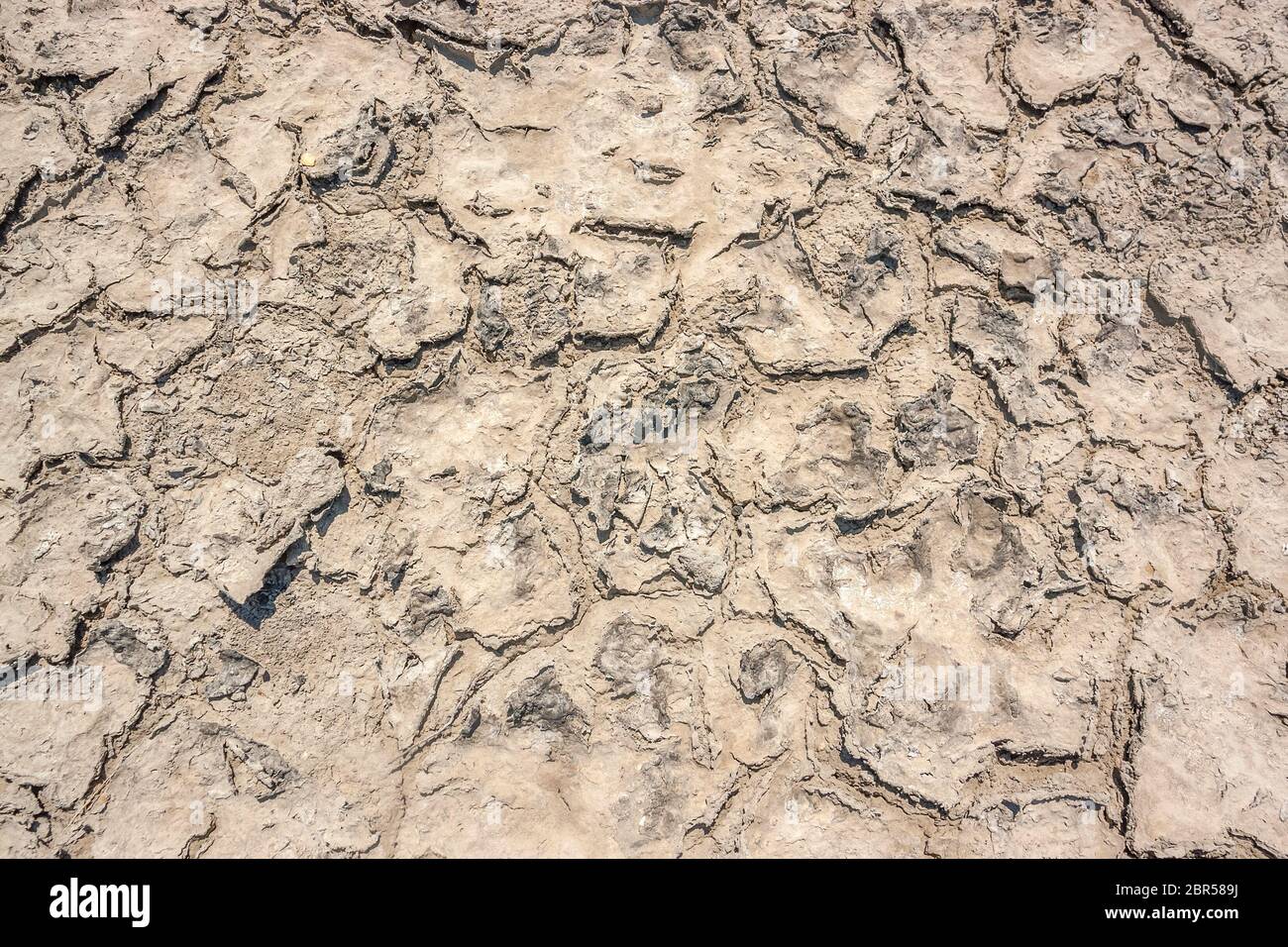 Angle élevé à un gros plan des zones riveraines dans la lagune de saumure la Camargue, une région naturelle du sud de la France Banque D'Images