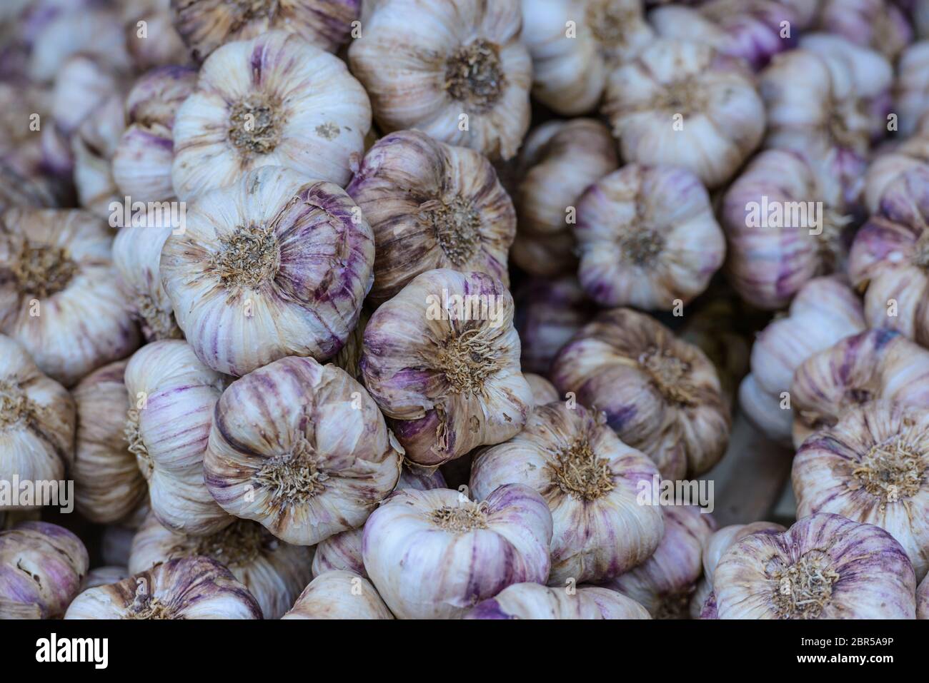 Des petits pains d'ail violet soigneusement disposés sur un marché à Saint-Palais-sur-Mer, Charente-Maritime, sur la côte sud-ouest de la France. Banque D'Images