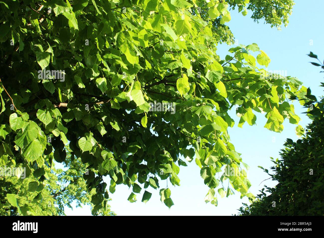 Les feuilles de l'arbre couperent au soleil par temps clair à Manchester, en Angleterre Banque D'Images