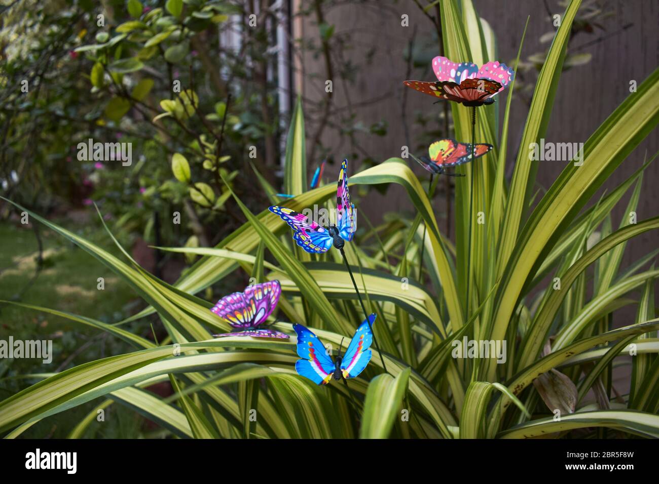 Vue Laterale De Papillons Colores Assortis Pour La Decoration De Jardin Sur Le Support D Arbustes De Buisson Sur L Usine De Lierre D Araignee Pelouse Balcon Jardin Decoration De Pot Photo Stock Alamy