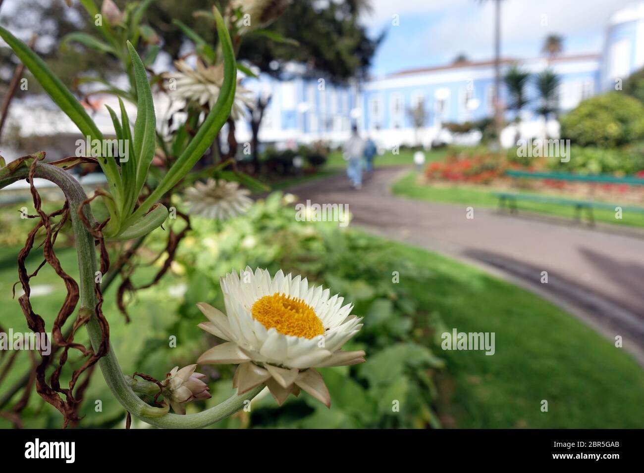 Garten-Strohblume (Xerochysum Bracteatum, Syn. Helichysum bracteatum, Bracteantha bracteata),im Garten Pater Sena Freitas, im Hintergrund der Concei Banque D'Images