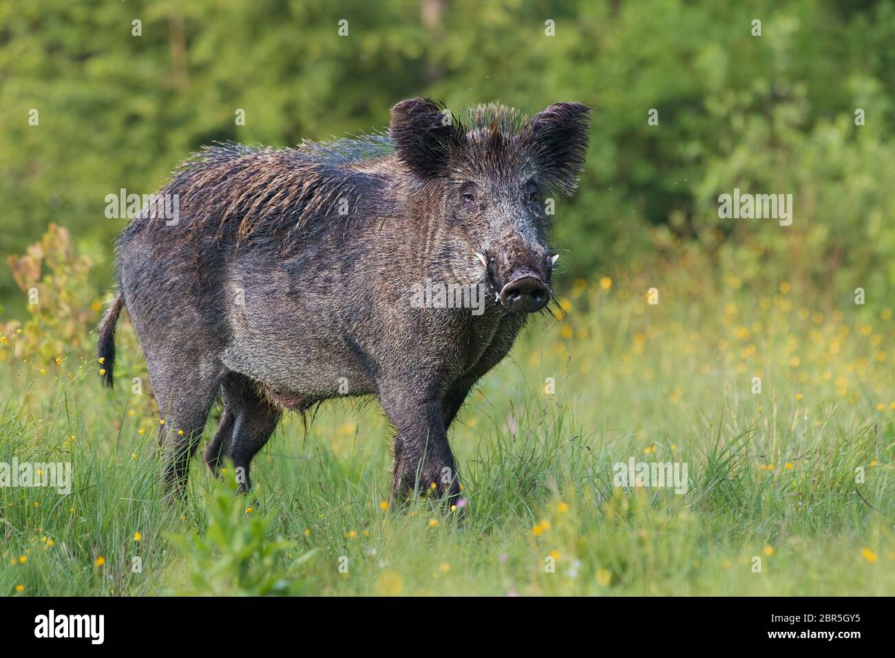 Mâle adulte, sanglier, sus scrofa, au printemps des prairies par des fleurs. Des animaux sauvages dangereux avec de grandes défenses dans la forêt naturelle d'été vert de l'environnem Banque D'Images