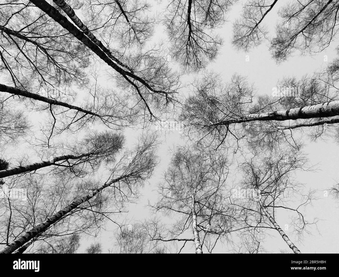 Photo noir et blanc qui s'éverne jusqu'au sommet des arbres de bouleau blanc et du ciel bleu en automne. Banque D'Images