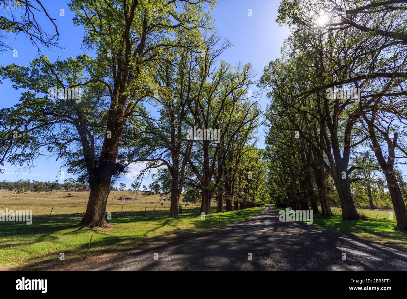 Vue sur la magnifique avenue bordée d'arbres de plus de 200 Français ormes (Ulmus procera) à Gostwyck Chapel, près de Uralla, New South Wales, Australie Banque D'Images