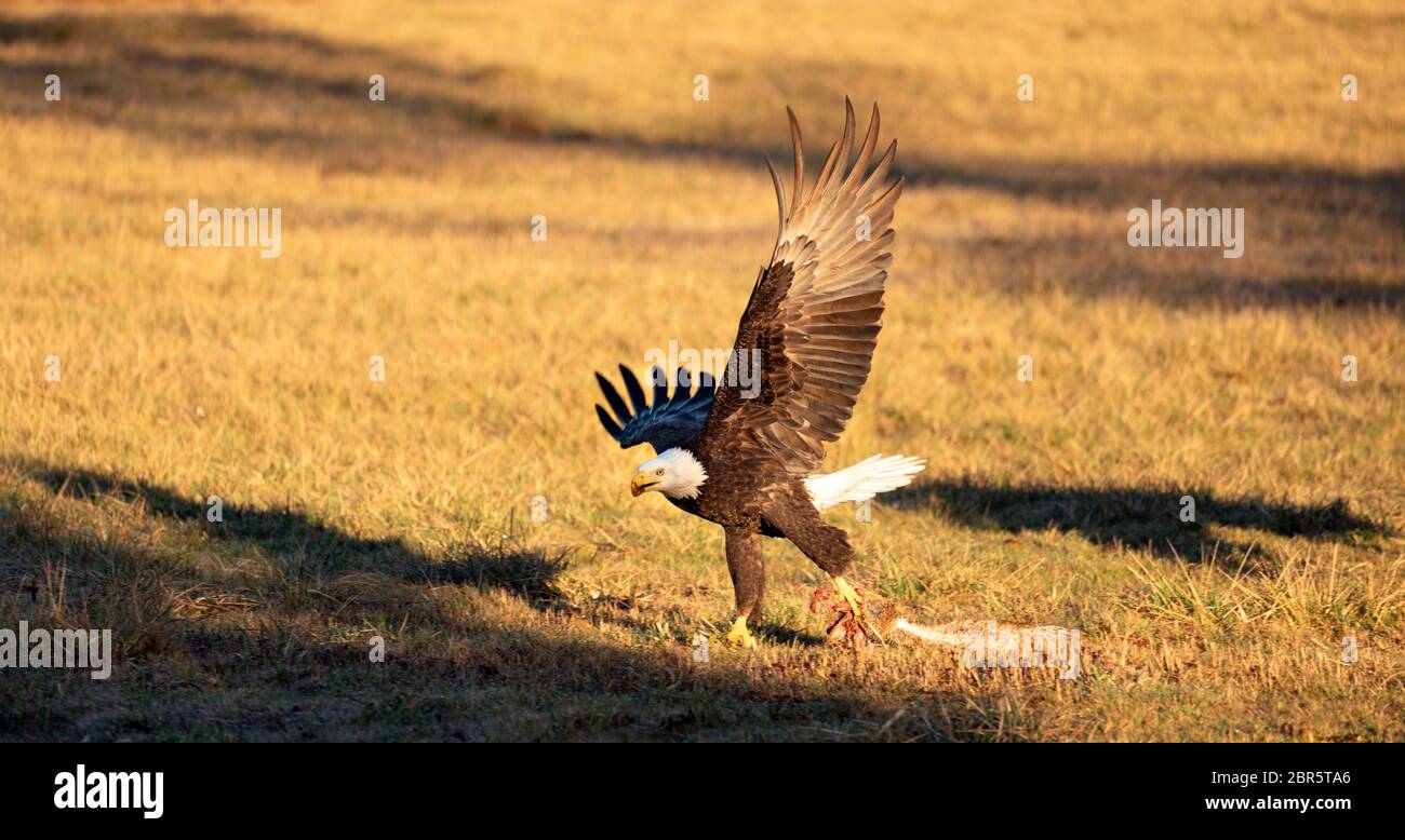 La chasse et l'alimentation de pygargues à tête blanche dans la lumière du matin sur l'île Lopez Washington Banque D'Images