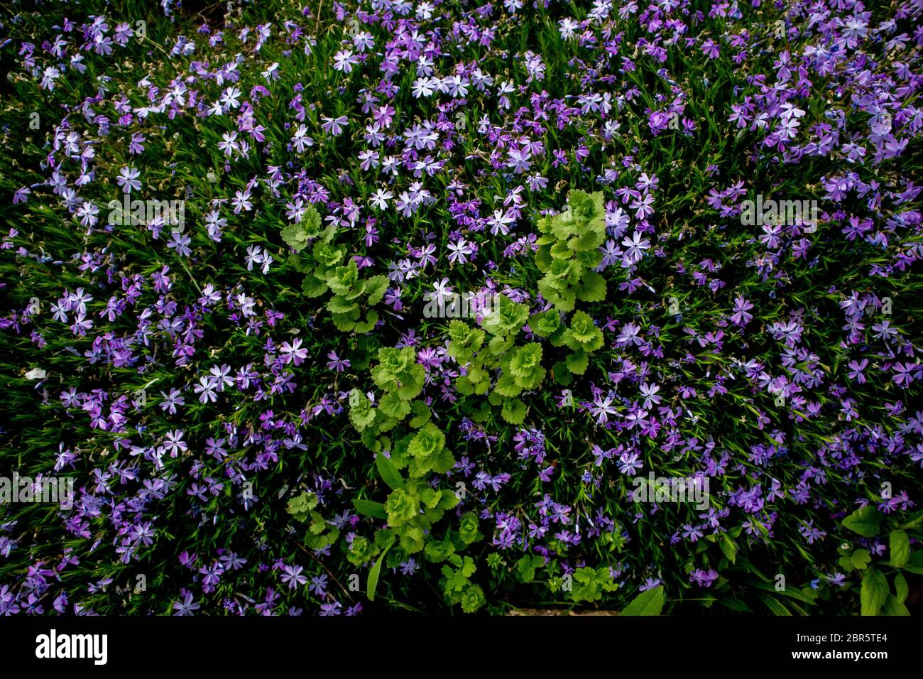 Phlox subulata, également connu sous le nom de phlox de la mousse. Fleurs bleues. Banque D'Images