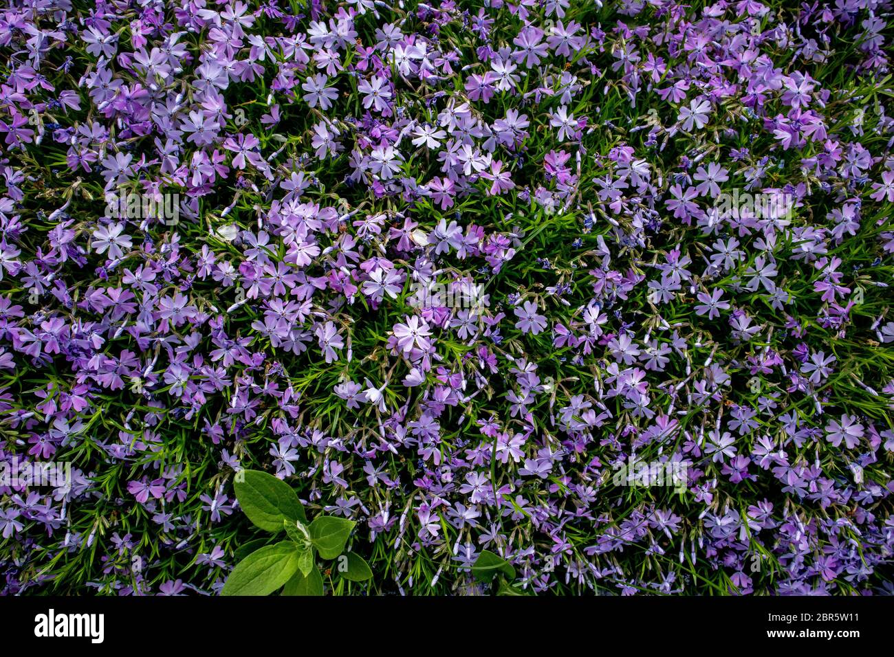 Phlox subulata, également connu sous le nom de phlox de la mousse. Fleurs bleues. Banque D'Images