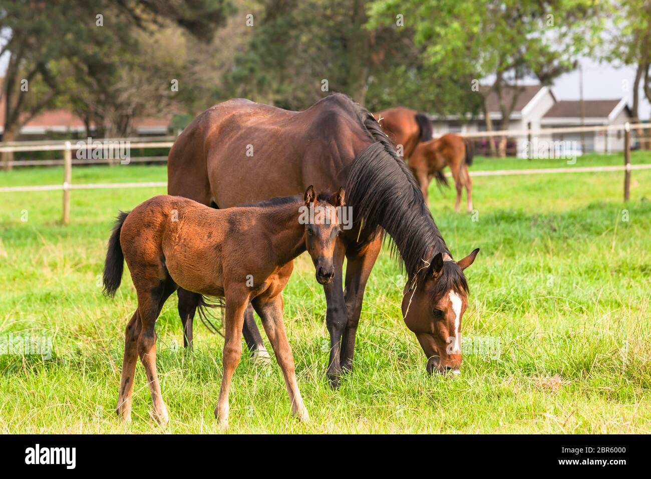Chevaux avec des foals colts dans le champ de paddock sur la ferme de clous. Banque D'Images