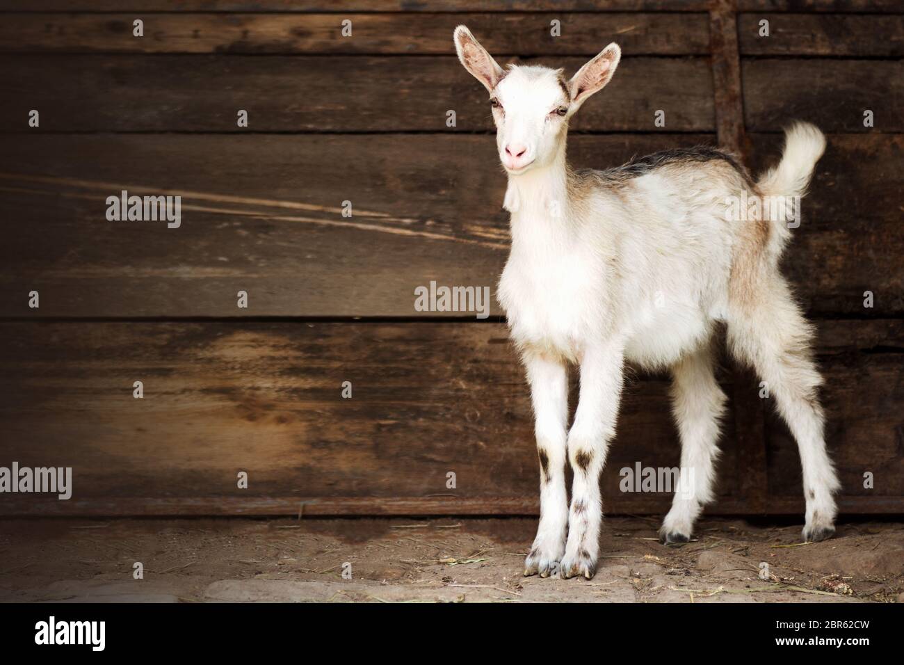Le jeune animal domestique de chèvre blanc est debout sur fond brun, concept de reproduction de chèvre. Banque D'Images