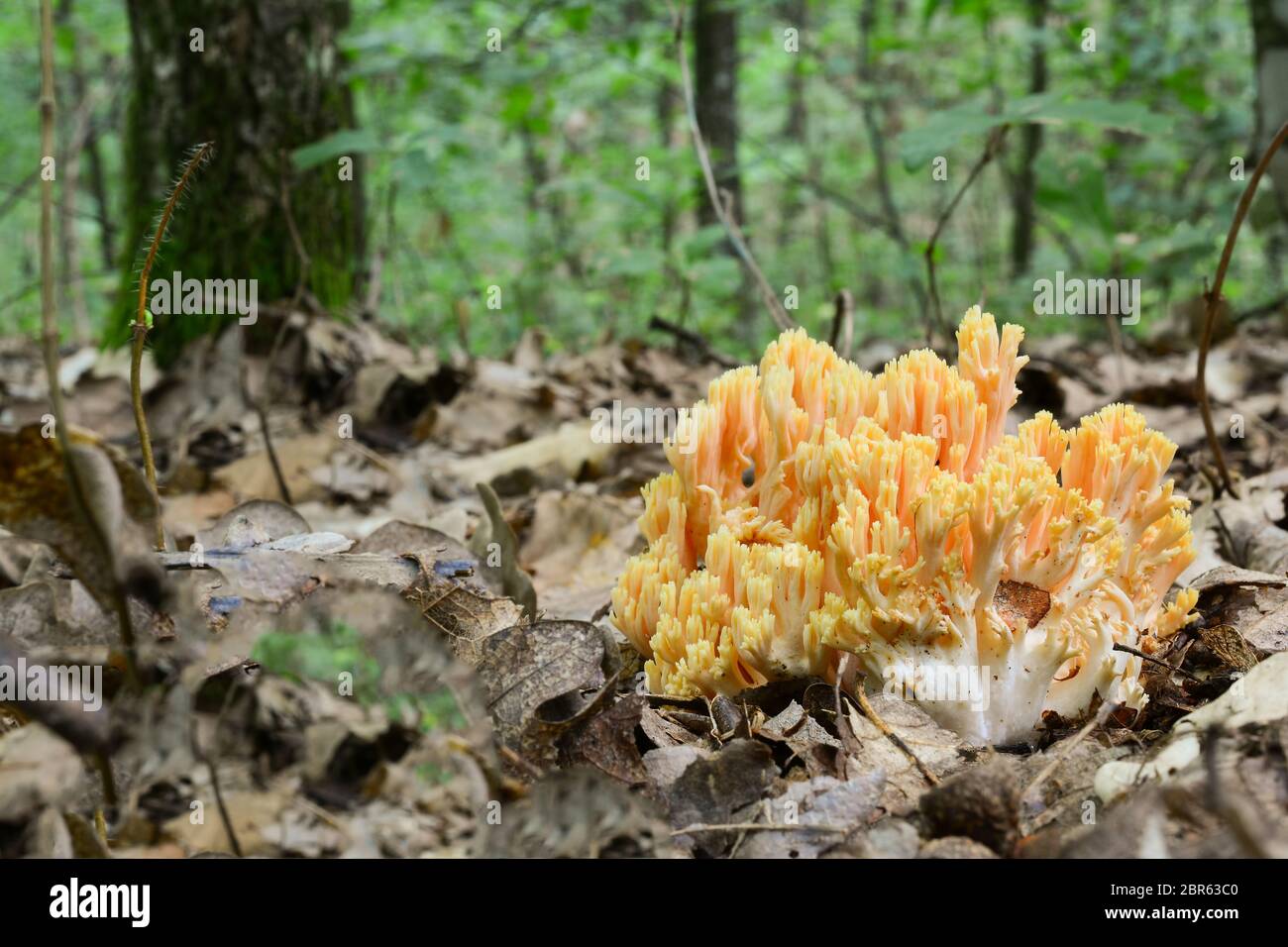 Ramaria flava ou champignon de corail doré dans un habitat naturel, forêt de chênes, vue rapprochée, orientation horizontale Banque D'Images