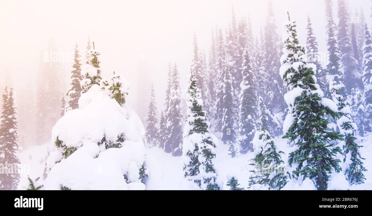 Un arbre couvert de neige en hiver avec le coucher du soleil la lumière avec le brouillard dans le ciel. Banque D'Images