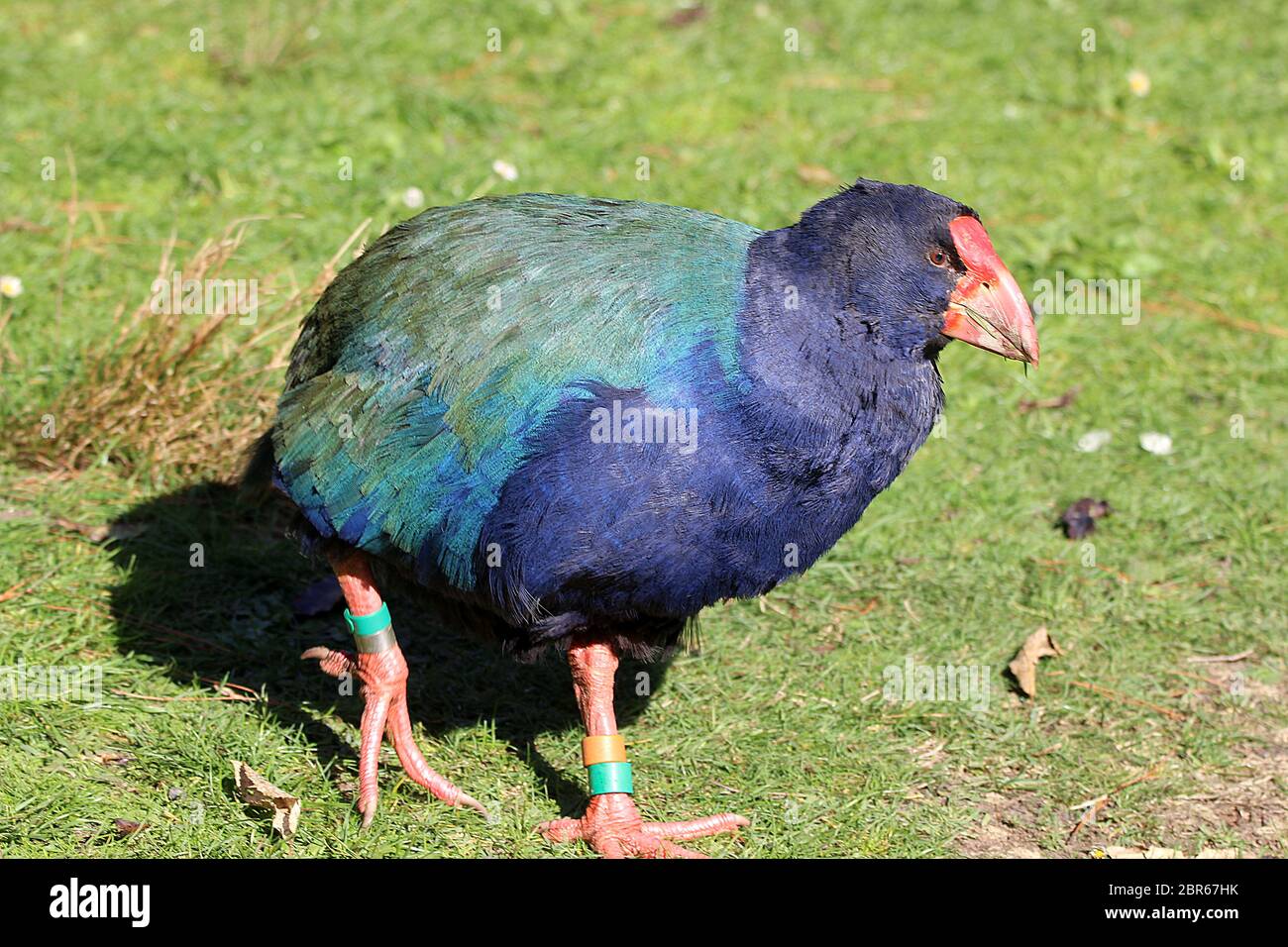 Takahe (Porphyrio hochstetteri) Banque D'Images