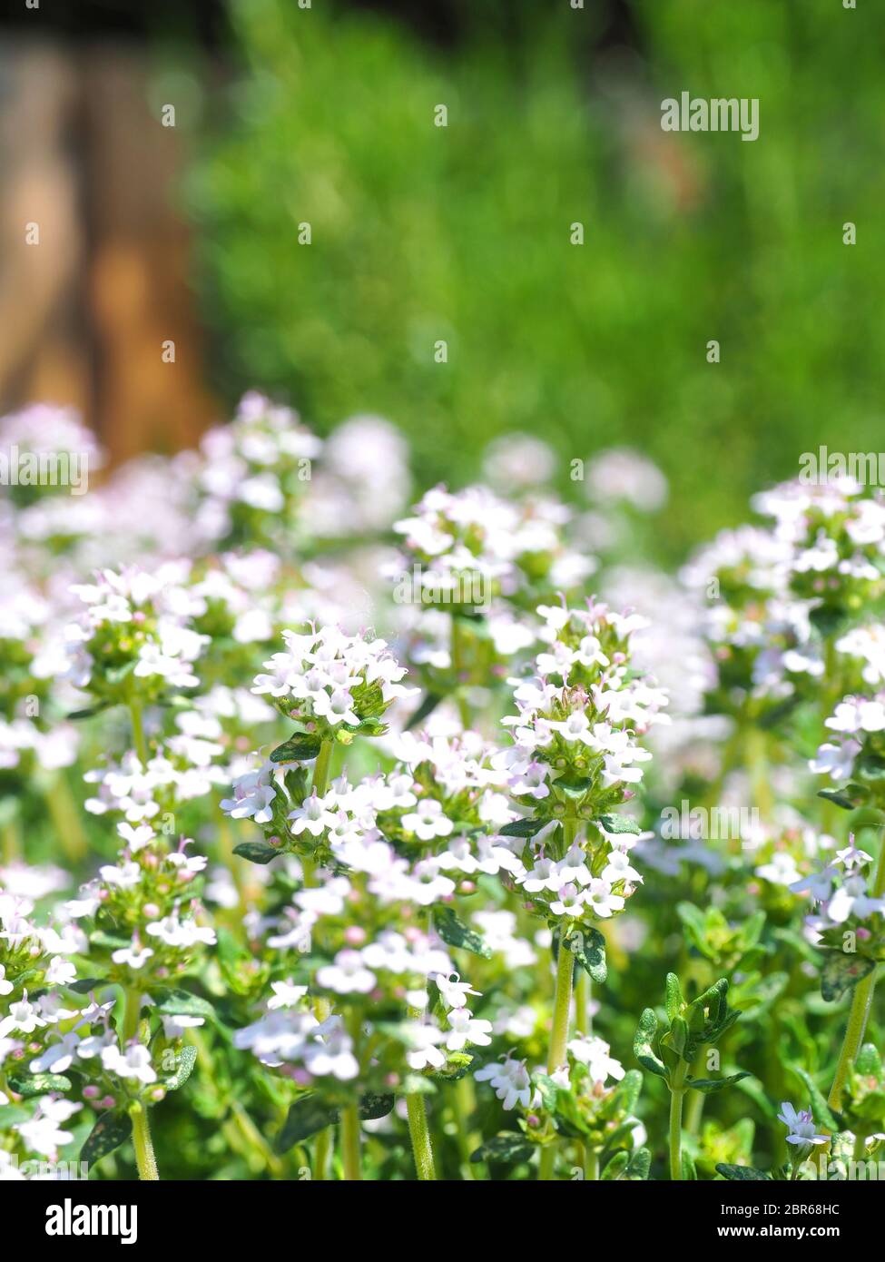 Thym en fleurs Beautyful dans un jardin d'herbes biologiques Banque D'Images