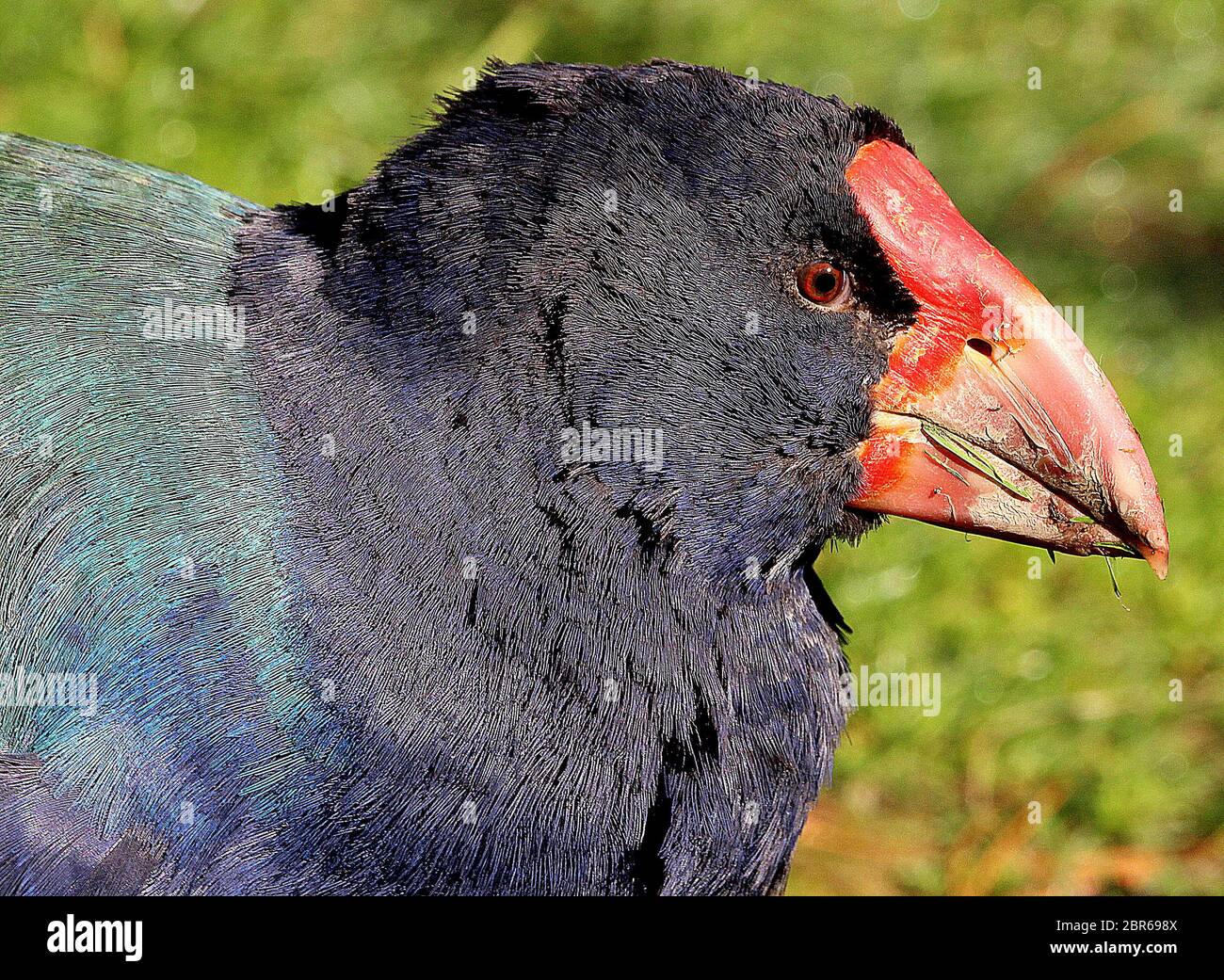 Takahe (Porphyrio hochstetteri) Banque D'Images