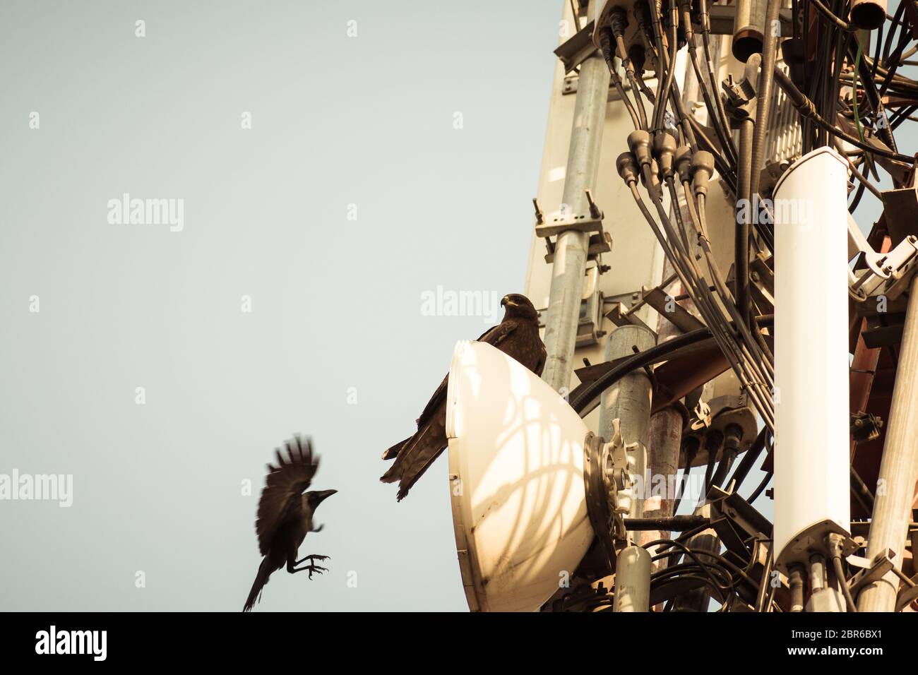 Deux oiseaux repéré sur un transformateur haute tension. Oiseaux n'obtenez pas choqué que ce ne sont pas de bons conducteurs de l'électricité. Banque D'Images