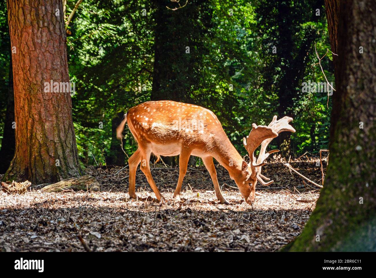 Buck de cerf sauvage debout dans la forêt Banque D'Images