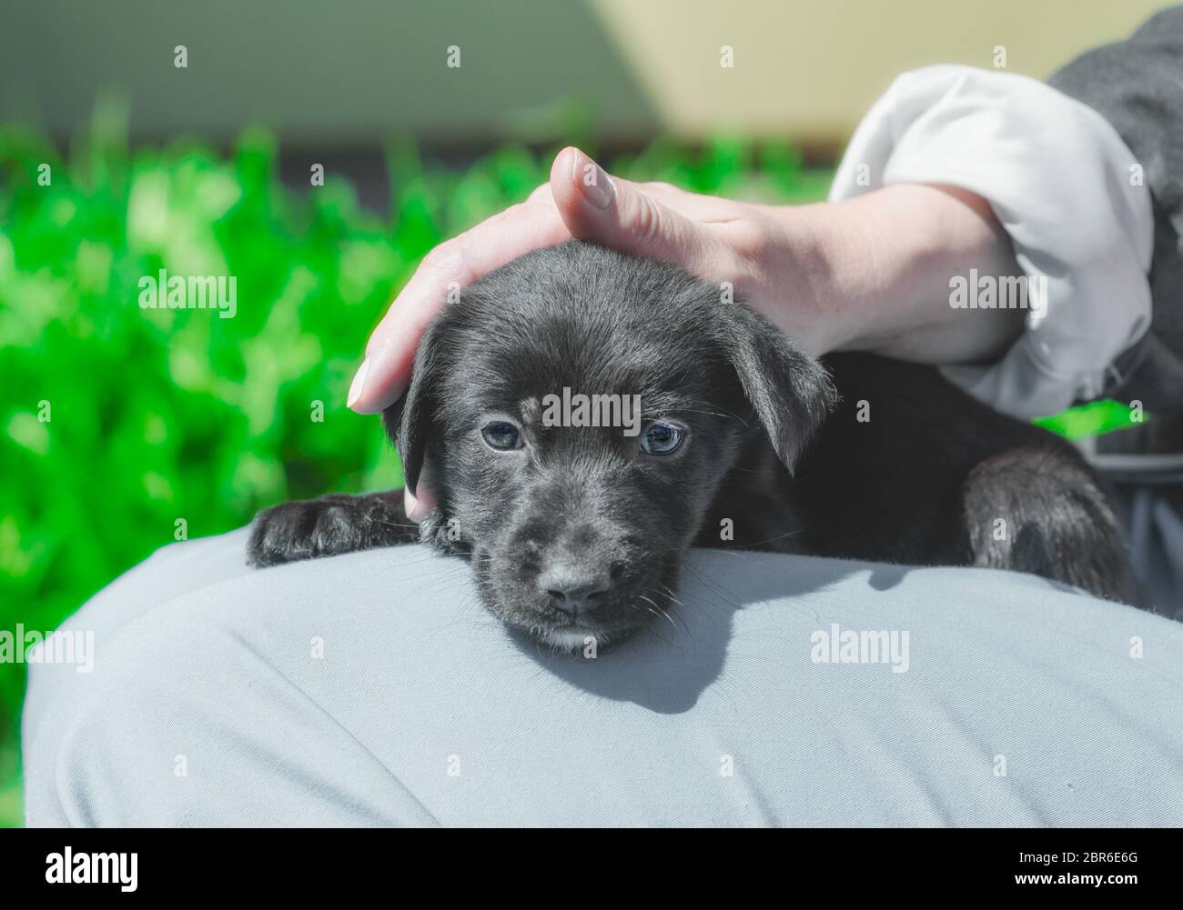 une femme se portant un chiot noir sur la tête Banque D'Images