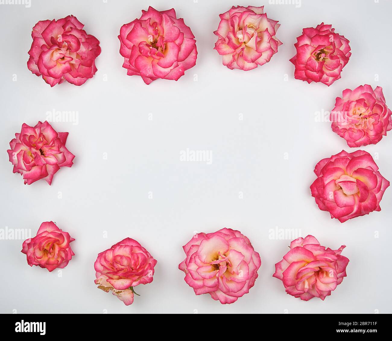 Les bourgeons en fleurs d'un rose rose sont mis à rectangularly sur fond blanc, vue du dessus, copy space Banque D'Images