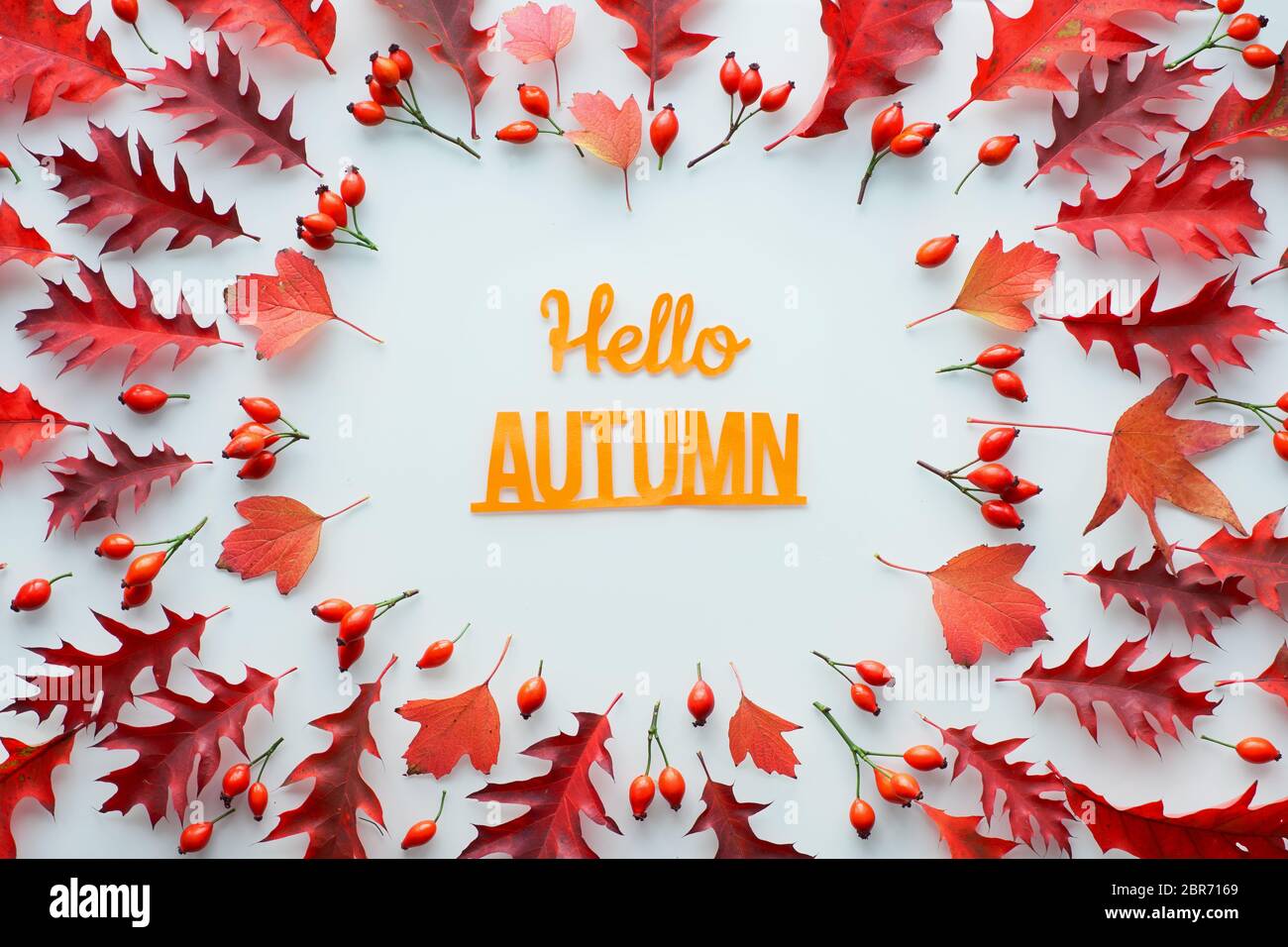 Feuilles d'automne, plat, couché dans les tons rouge et orange sur fond blanc. Feuilles de chêne rouge et jaune et hanche rose. Fond naturel de chute. Texte « Bonjour Autu Banque D'Images