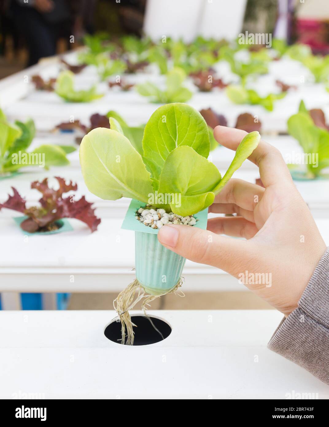 Légumes hydroponiques biologiques sur la main dans une serre de la Thaïlande Banque D'Images