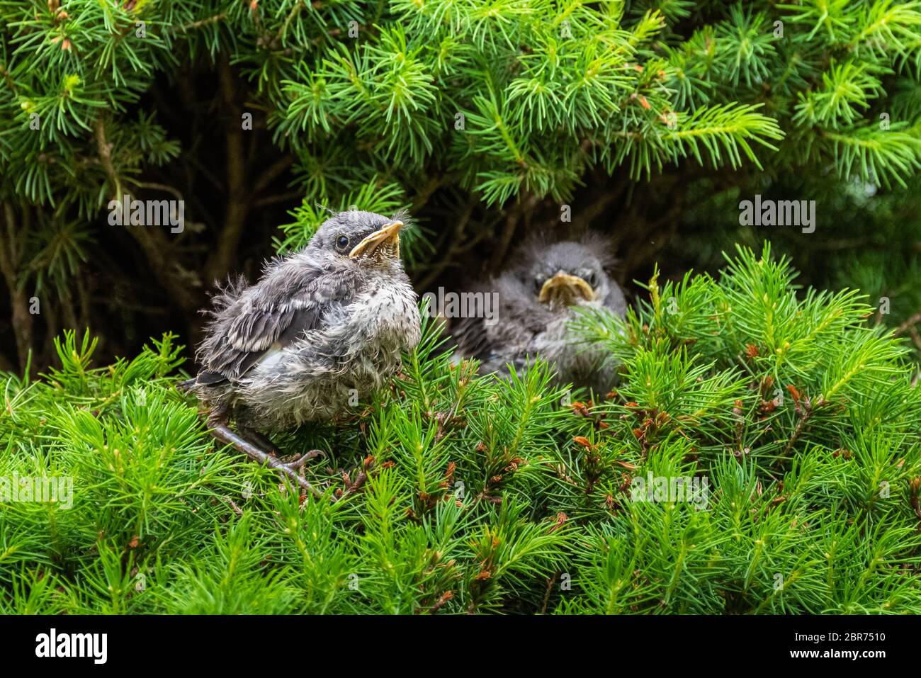 Une paire de jeunes jeunes oiseaux de Mockingbird du Nord s'assoient perchés dans un pin, fond vert. Banque D'Images