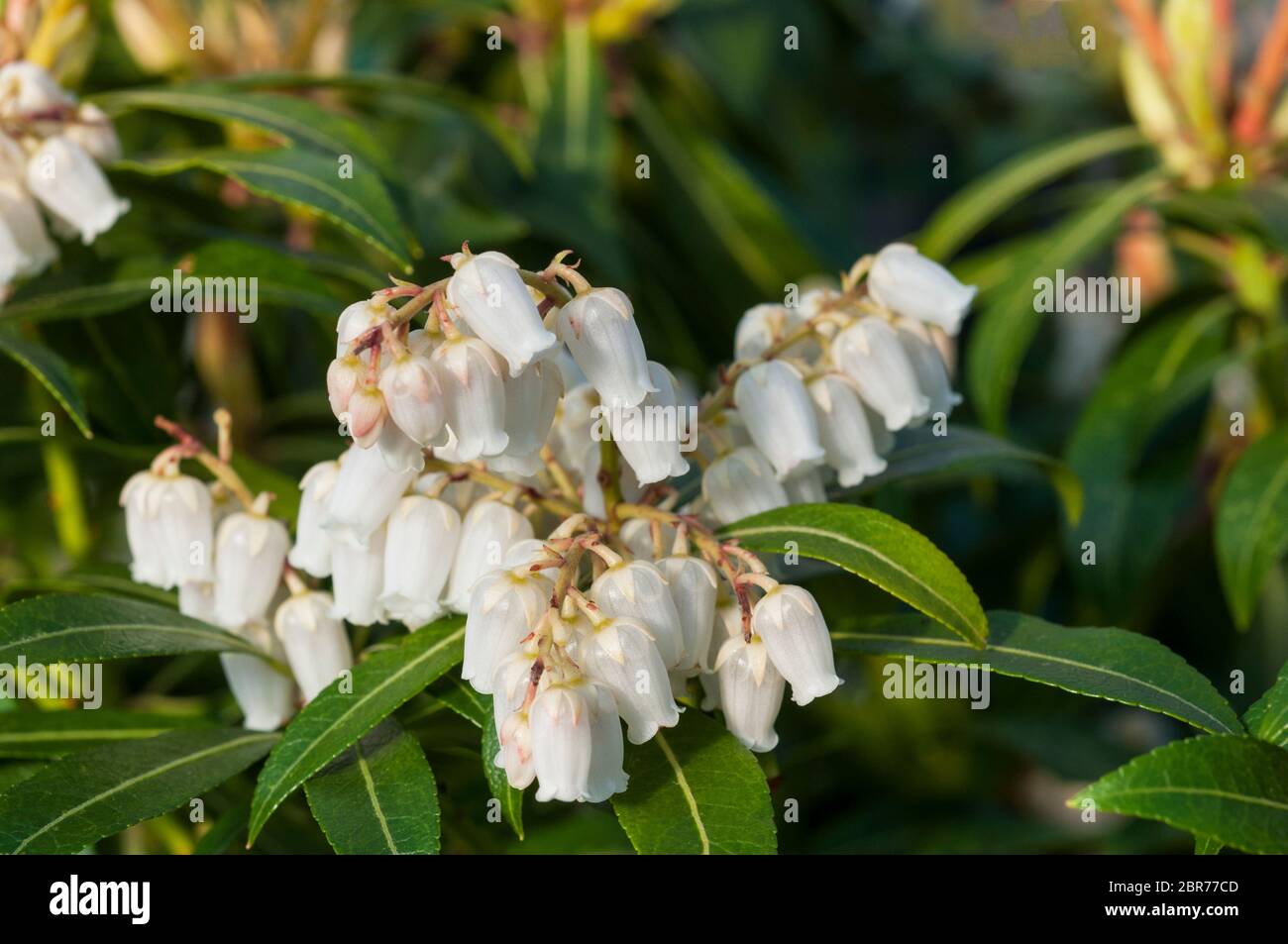 Gros plan de fleurs en forme d'ourne sur la flamme de la forêt de Pieris au printemps. Cultivé dans un sol acide, c'est une vivace à feuilles persistantes qui est glacial. Banque D'Images