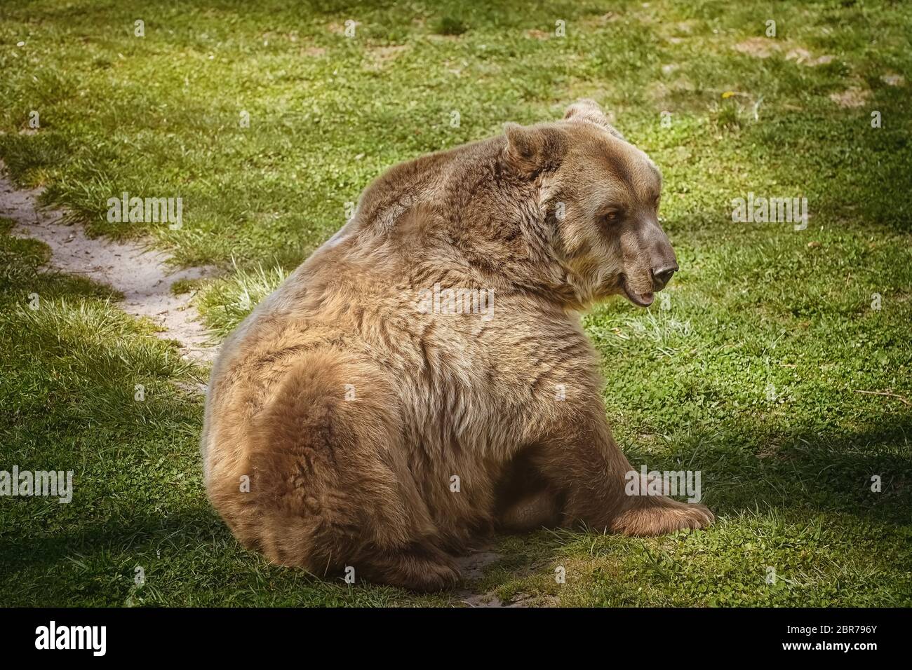 Ours brun reposant sur la pelouse verte Banque D'Images