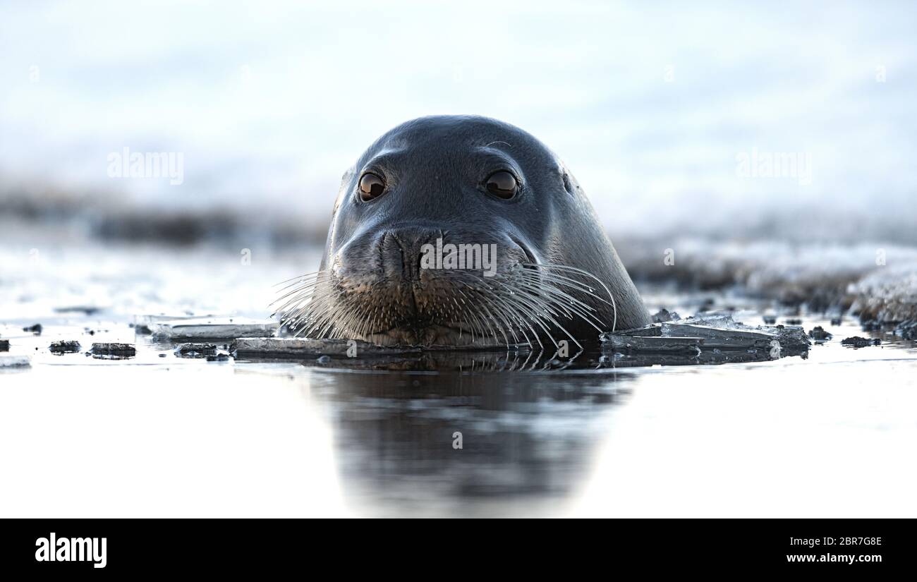 Joint de natation. Le joint à barbes, également appelé joint à bascule carré. Nom scientifique: Erignathus barbatus. Mer blanche, Russie Banque D'Images