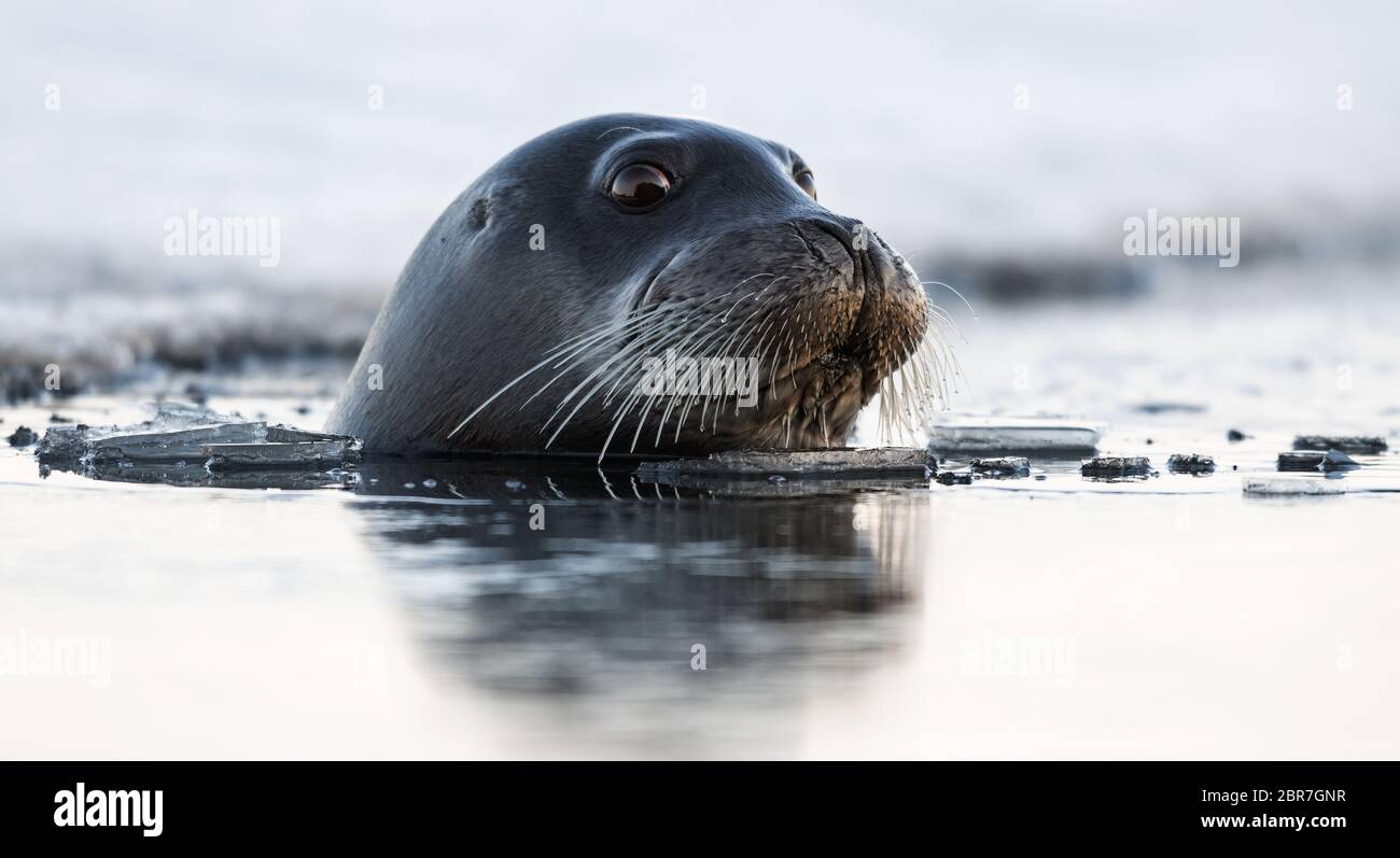 Joint de natation. Le joint à barbes, également appelé joint à bascule carré. Nom scientifique: Erignathus barbatus. Mer blanche, Russie Banque D'Images