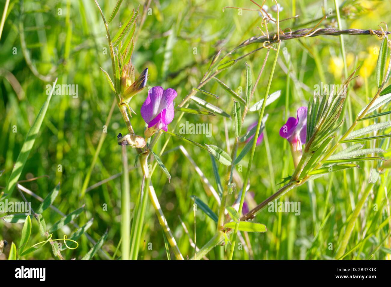 Vicia sativa, connue sous le nom de la commune ou de jardin vetch Banque D'Images
