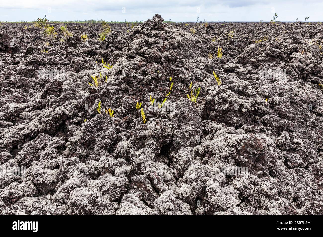 A'a champ de lave couvert de Stereocaulon volcani, un lichen qui aide à cultiver les sols sur les coulées de lave, Puna, Hawai'i, Hawaii, USA. Banque D'Images