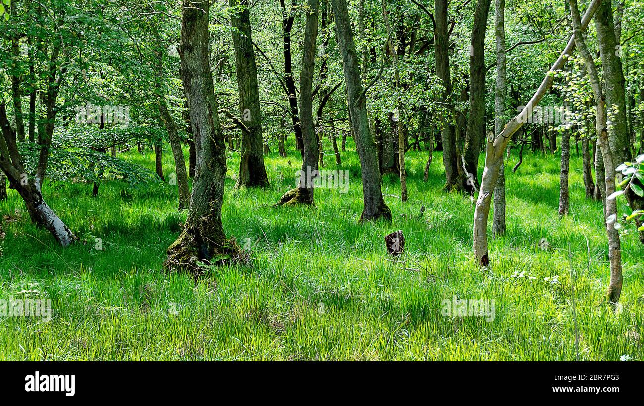 Forêt lumineuse avec herbe sur le sol au parc national de la région de lagune de Poméranie occidentale, Allemagne Banque D'Images