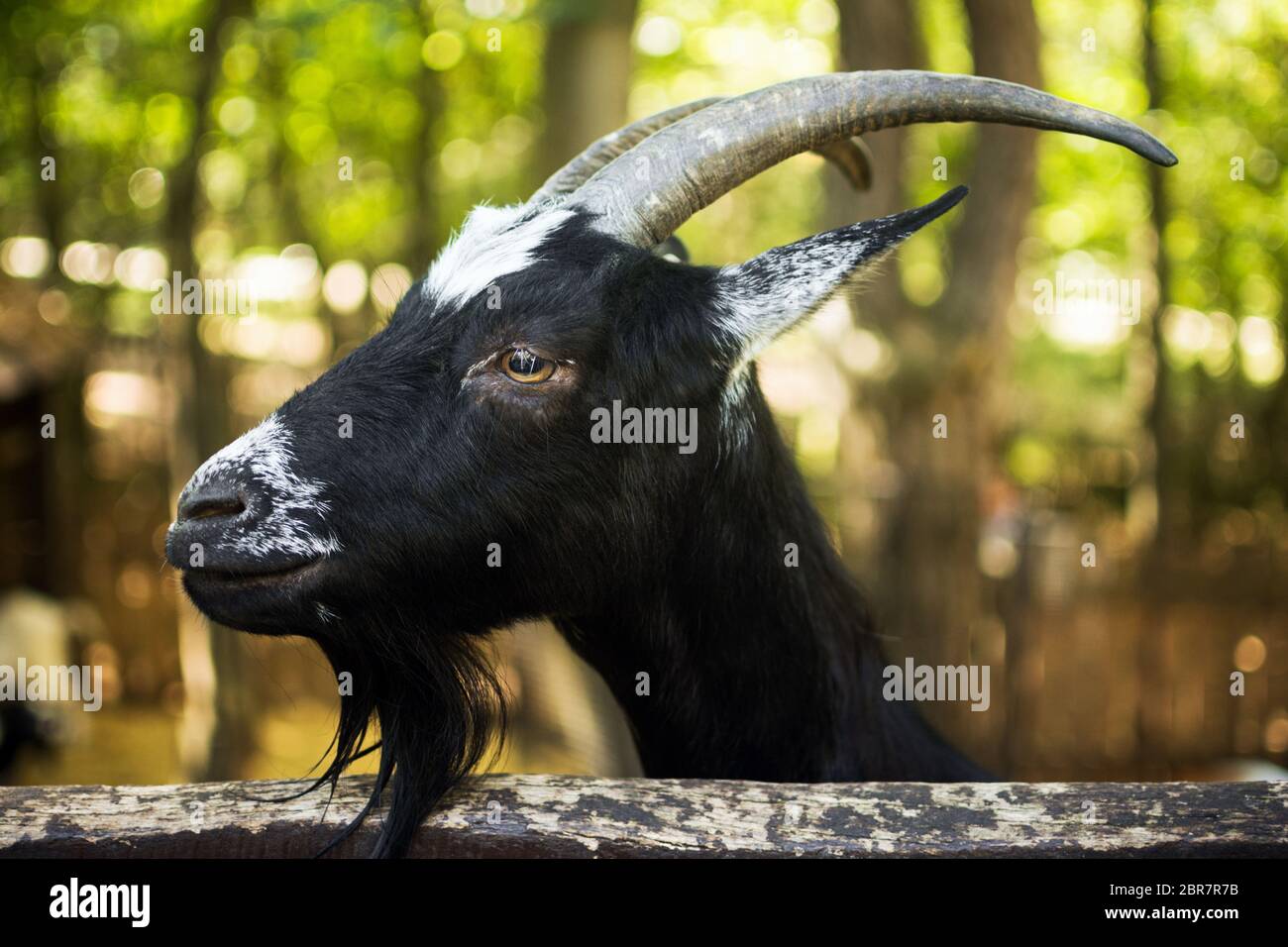 Portrait animal de chèvre noir domestique, concept de reproduction de chèvre. Banque D'Images