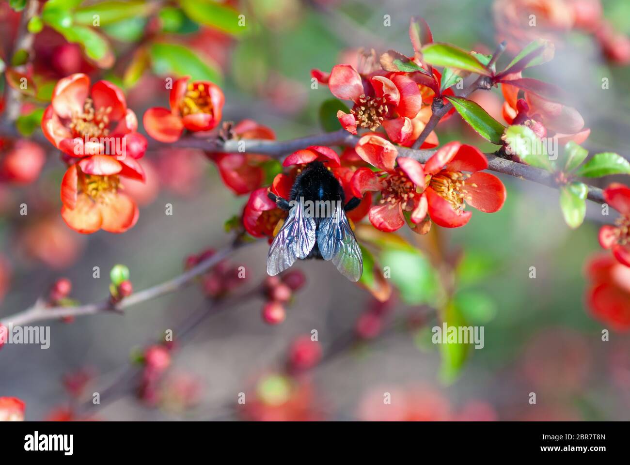 Pollinates de bourdons arbuste de coing en fleurs (Chaenomeles speciosa, Chaenomeles japonica ) Banque D'Images