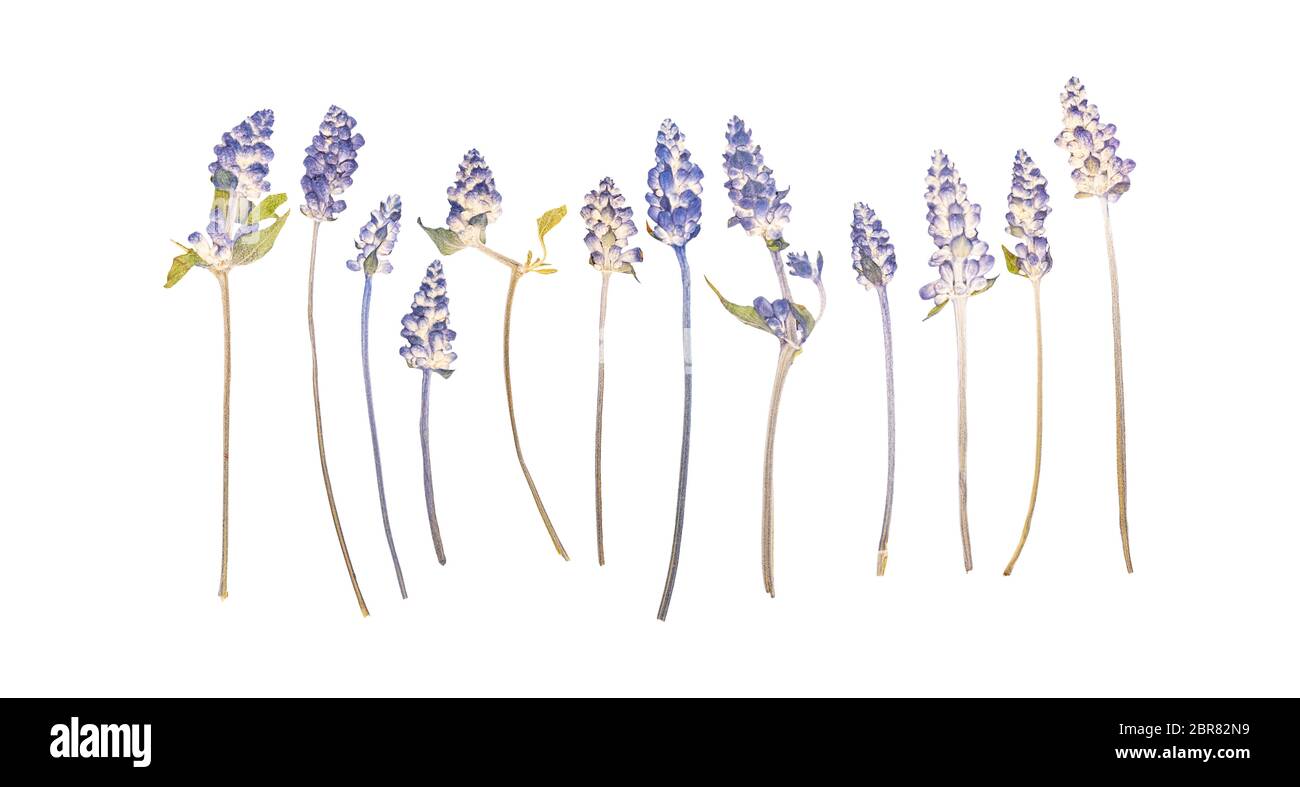 Ensemble de fleurs de lavande séchées pressé isolated on white Banque D'Images