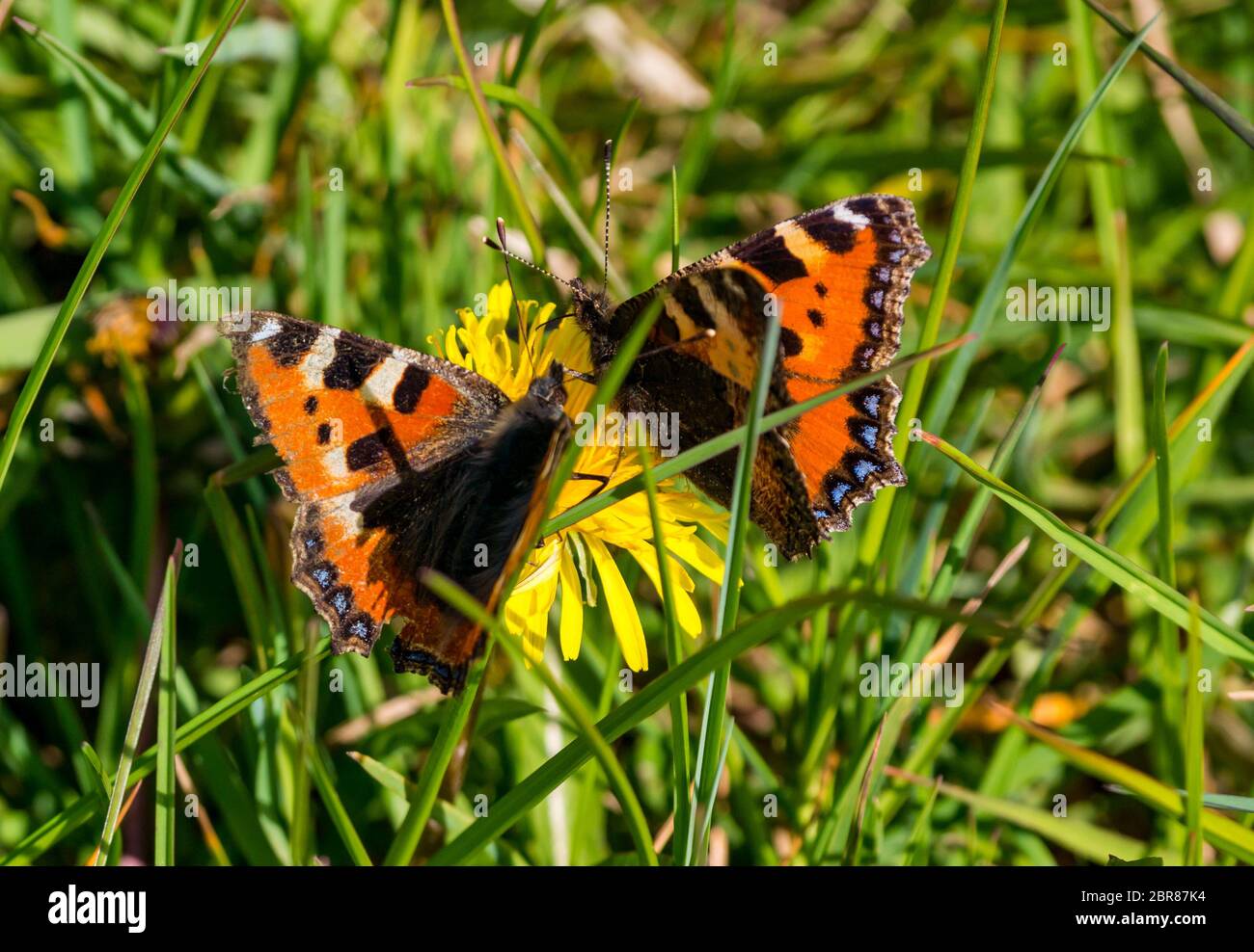 Petits papillons de tortue sur la fleur de pissenlit au soleil, Écosse, Royaume-Uni Banque D'Images