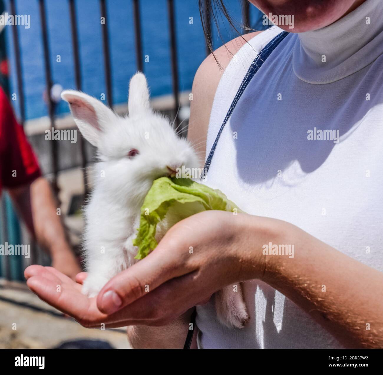 La femme tient un lapin blanc. Le lapin sera une feuille de laitue. Banque D'Images