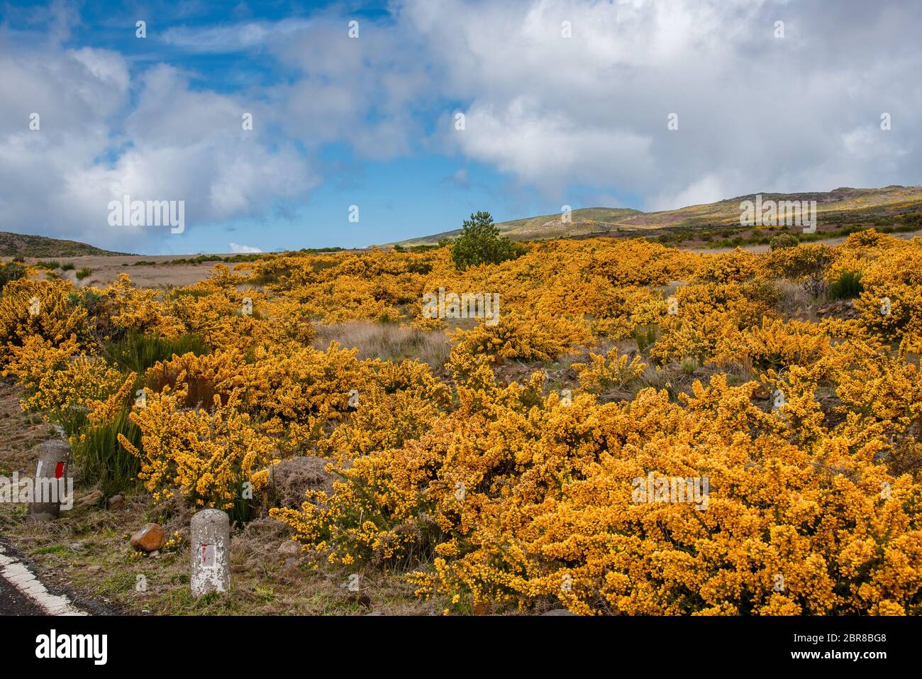 Genista jaune en fleurs sur le plateau Paul da Serra sur l'île de Madère au Portugal. Banque D'Images