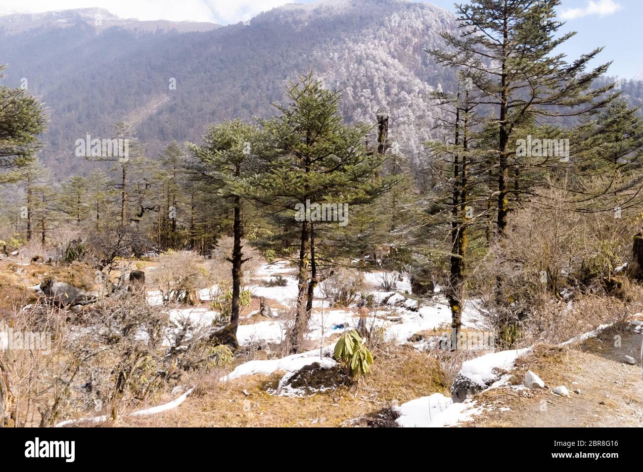 Les forêts de sapins du paysage entouré de montagnes en hiver. Sapins en hiver les montagnes couvertes de neige. Paysage, forêt. Banque D'Images