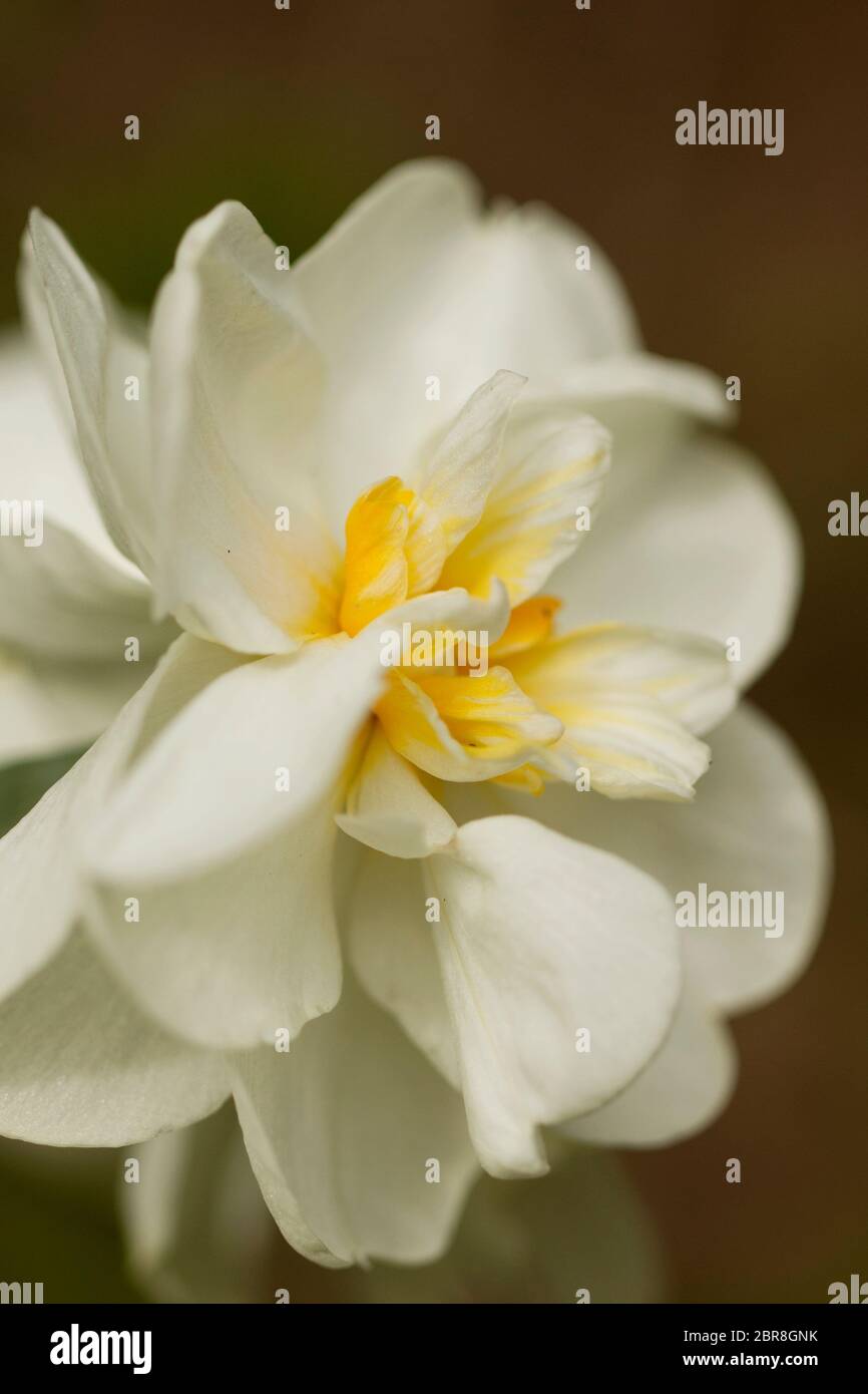 Une photo en gros plan d'un jonquille fleuri (Narcissus tazetta) qui fleurirait au printemps à Littleton, Massachusetts, États-Unis. Banque D'Images