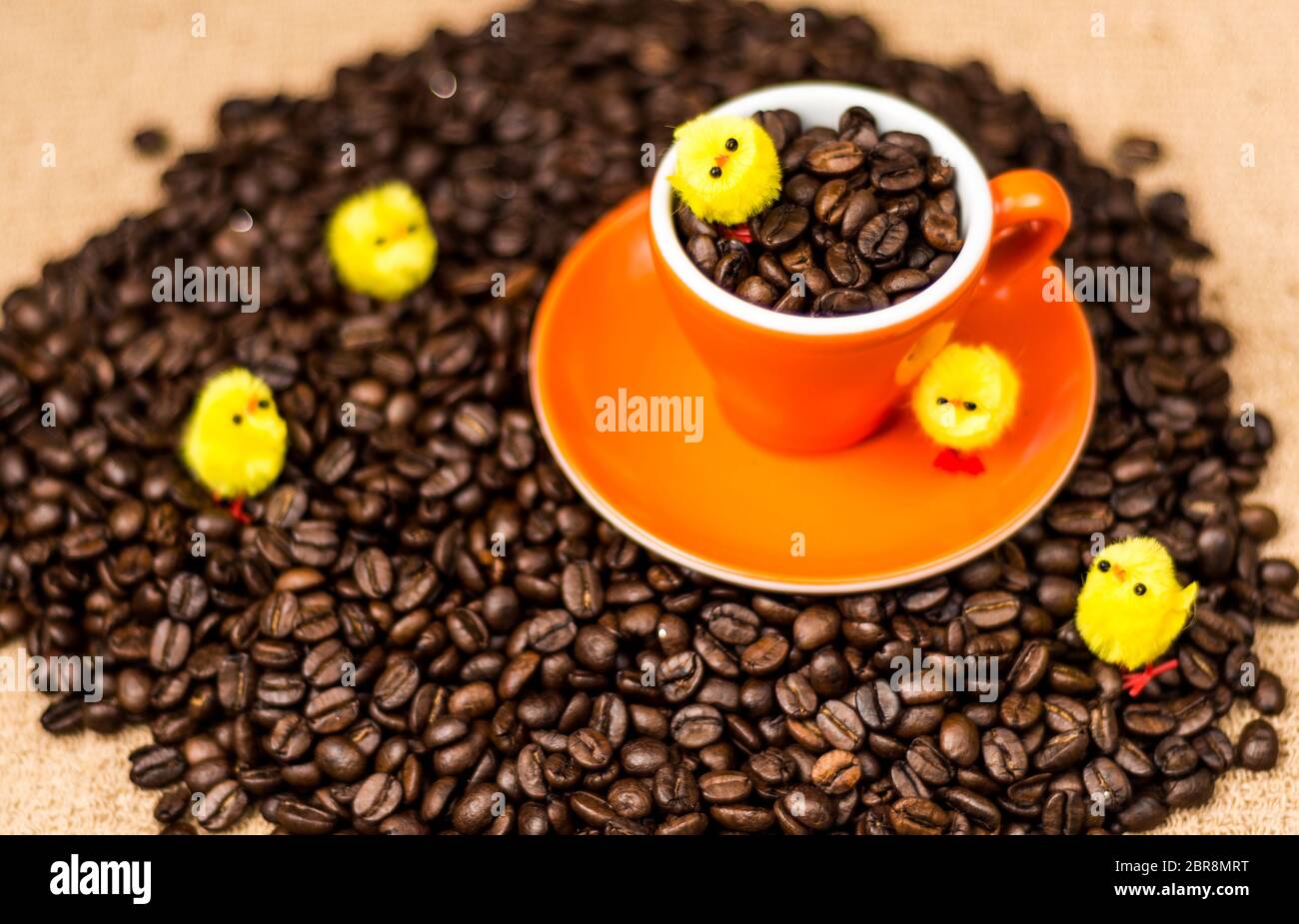 Grains de café torréfiés brun, graines sur fond sombre. Espresso sombre, arôme, boisson noire à la caféine. Gros plan énergie isolée moka, ingrédient cappuccino. Banque D'Images